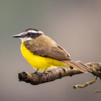 Lesser Kiskadee